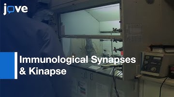 Supported Planar Bilayers: Formation Of Study-Immunological Synapses & Kinapse l Protocol Preview