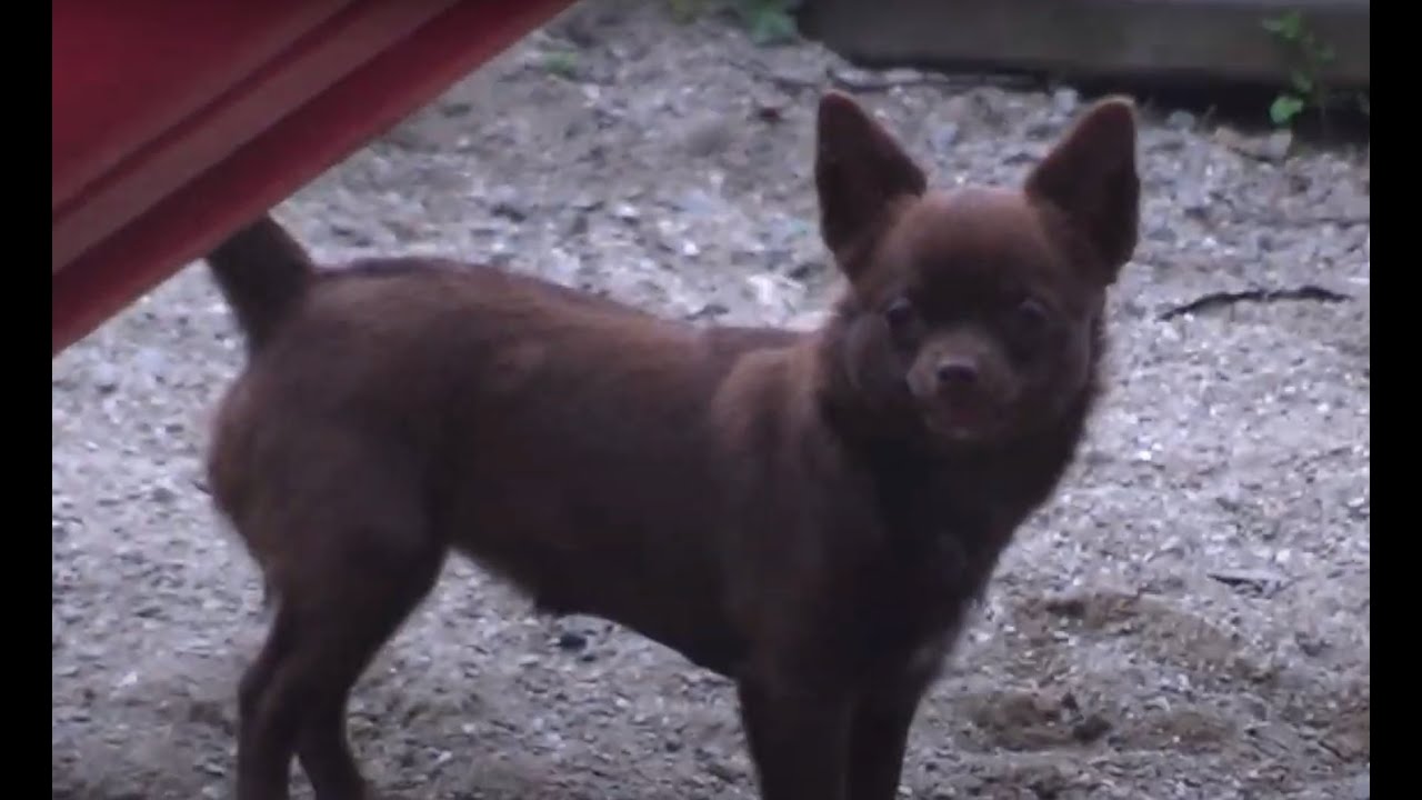 PUCK - Shukuchi (Official Music Video)