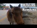 Miyajima Island, Deer, Hiroshima, Japan【宮島, 広島】