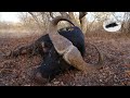 Hunting buffalo in South Africa-old dagga boy down! Big 5 hunting