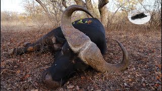 Hunting buffalo in South Africa-old dagga boy down! Big 5 hunting