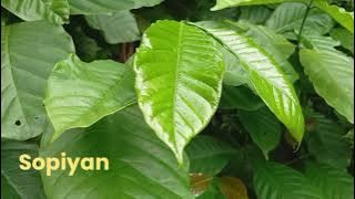 Vlog di sekitaran rumah 