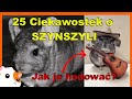 25 Ciekawostek o SZYNSZYLI 🐹 Każdy hodowca musi to wiedzieć! Informacje o Szynszyli Małej 🐹Linarchie