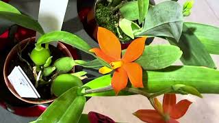 видео: Что купила на выставке орхидей в Берлине 🥰#orchid #flowers #plants #paphiopedilums  картинка: Что купила на выставке орхидей в Берлине 🥰#orchid #flowers #plants #paphiopedilums