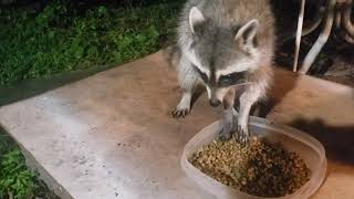 Raccoon Eating and the Dog Barking