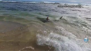 Weekend dive turns into shark encounter on Kauai