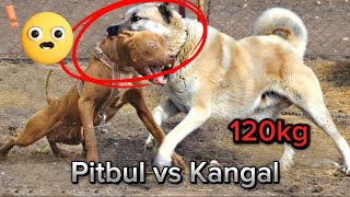 Kangal vs pitbull KANGAL AFFETMEDİ 4 DK BOĞUŞMA