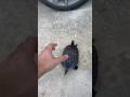 TURTLE SPEED RUN