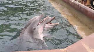 SeaWorld Orlando - Keeper Talk at Dolphin Cove (July 10th, 2023)