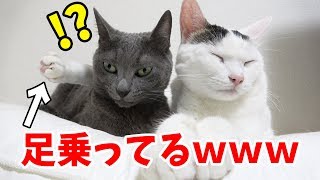 仲良し猫2匹の毛づくろい…何かおかしいｗｗｗ