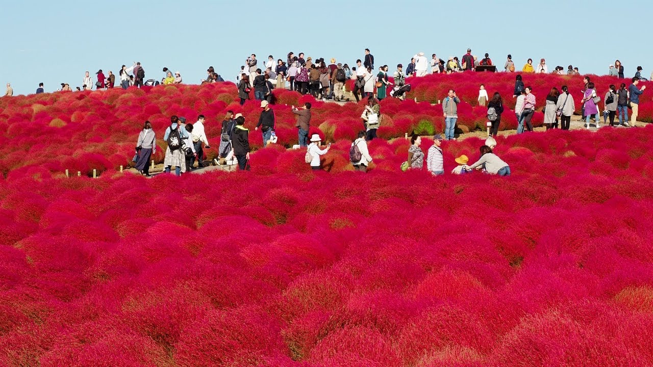 Autumn leaves】Hitachi Seaside Park. Kochia Carnival. #4K