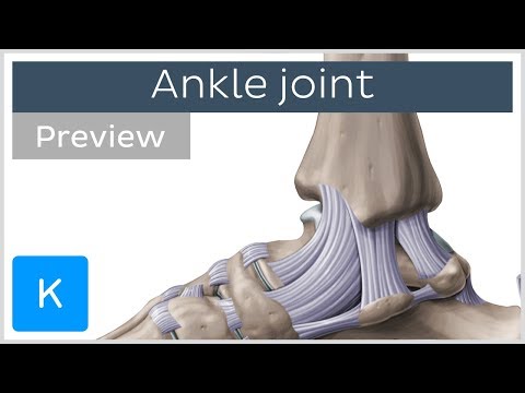 Ankle joint: bones and ligaments (preview) - Human Anatomy | Kenhub