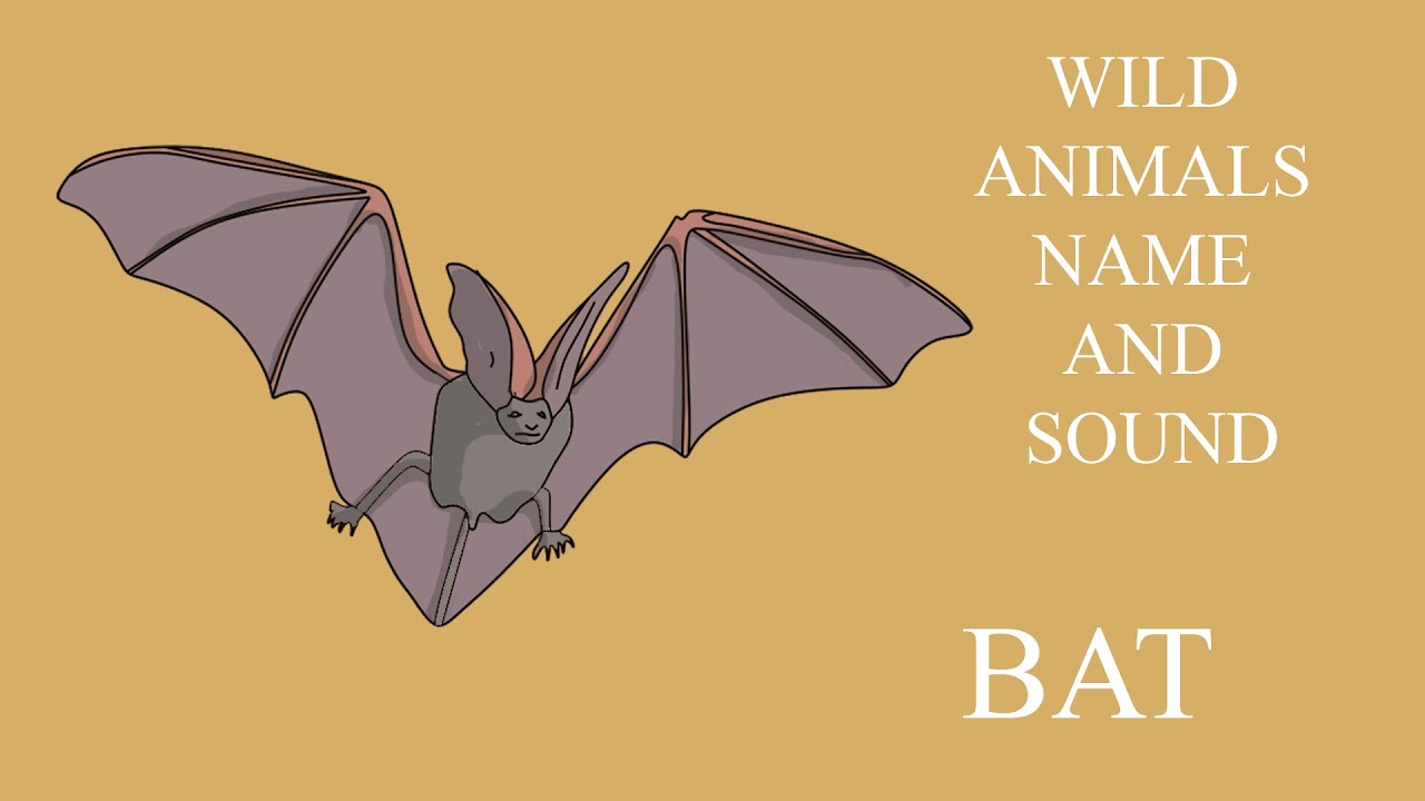 Possesives шпаргалка. Name звуки.