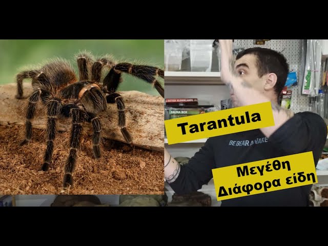 Tarantula Βασικά είδη και Αφίξεις| Feeders Strs 68