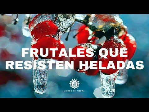 Video: Elegir Albaricoques Resistentes Al Invierno