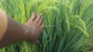 PADI CIBESI | 63 HST _ BANYUMAS, CANDIPURO, LAMPUNG SELATAN