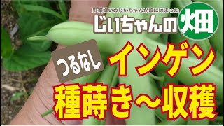 つるなしインゲンの育て方、只今収穫中！今からでも種蒔きOKです。手間がかからず60日で収穫できる家庭菜園におすすめのつるなしインゲン！