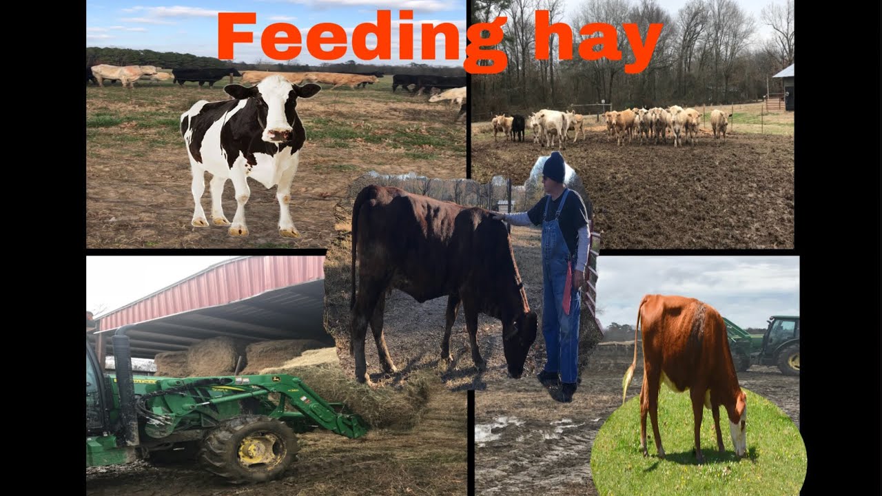 Feeding our cows 🐄 with hay YouTube