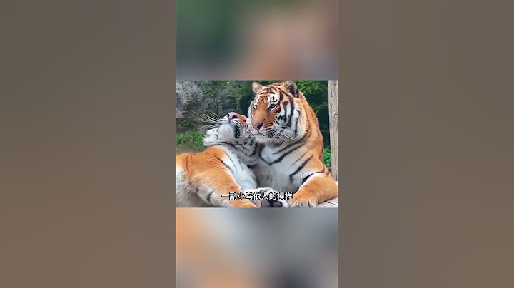 這母老虎太會撒嬌了，公老虎也十分懂浪漫#animals #wildlife #nature