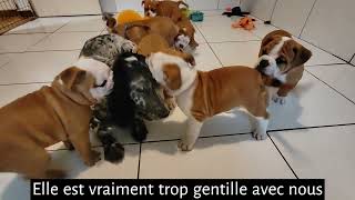 Bulldog ContinentalSocialisation des Chiots