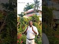 4 இருந்து 5 கிலோ வரக்கூடியது நல்லா ருசியா இருக்கும் #youtubeshorts #youtuber #tamil #plantnursery