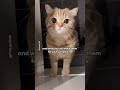 When A Cat Walks Into Your Life Cats Catsofinstagram Catlovers Catshorts 