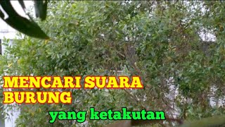 suara burung ketakutan@ayahkinchannel1