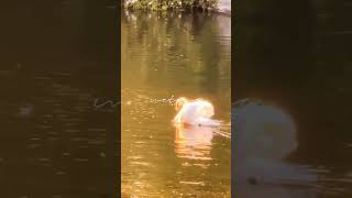 #aesthetic #naturelovers #swan #swansway
