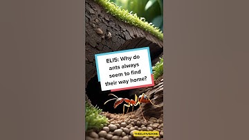 Why do ants always seem to find their way home?