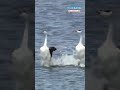 الوزه
