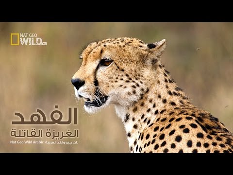 الفهد الغريزة القاتلة | نات جيو وايلد العربية | Nat Geo Wild Arabic