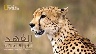 الفهد الغريزة القاتلة | نات جيو وايلد العربية | Nat Geo Wild Arabic