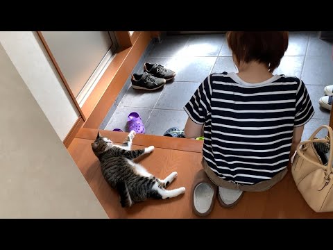 高いところだったら危なかった猫