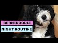 Evening/night routine of a Bernedoodle!