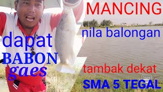 MANCING NILA BALONGAN TAMBAK DEKAT SMA 5 MARGADANA TEGAL