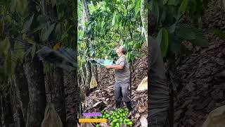 Details How One Bag Harvests Falling Fruit News
