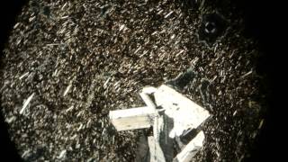 Vesicular Basalt