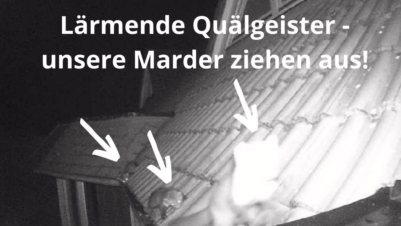 Lärmende Quälgeister - unsere Marder ziehen aus!