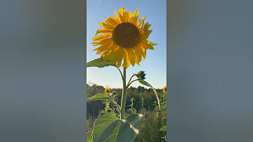 Van Gogh's sunflowers? ???? #nature #travel #sunflower