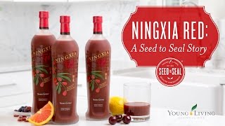 Ningxia Red: A Seed to Seal Story | Young Living Essential Oils