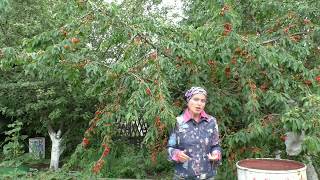 Чтобы огурцы не болели