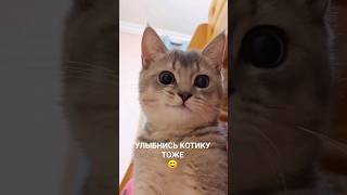 Милый Котик Улыбается, Хорошего Дня Всем 😃 Мемы И Приколы