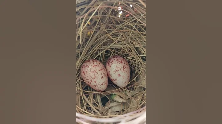 Red-vented bulbul | Lovely guest in my window garden 🥰 - DayDayNews