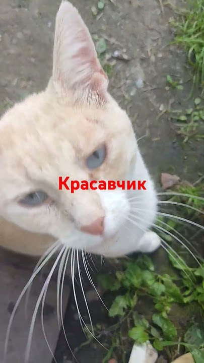 Красавчик - YouTube