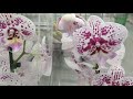 Обзор орхидей 10 июня 2021 Леруа Мерлен Воронеж (Сити Град)