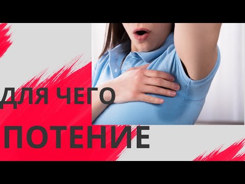 Видео: На каком участке тела больше потовых желез?