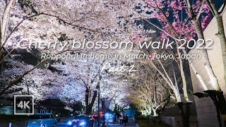 [4K] Japan night walk | Hanami |Tokyo | Cherry blossoms in Roppongi itchome |東京 夜桜 2022 花見 散歩 六本木一丁目