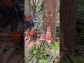 It has been proven that this method is the safest for cutting down trees.