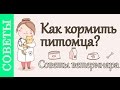 Как кормить собаку, кошку. #Советы_ветеринара