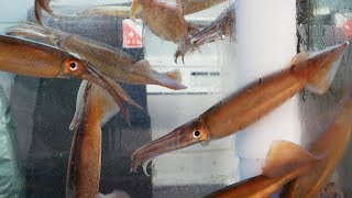 Live Squid Cutting for Sashimi │ Noryangjin Fish Market, Seoul Korea │ Seafood in Korea